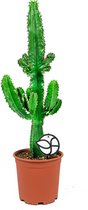 Euphorbia Eritrea | Cowboycactus