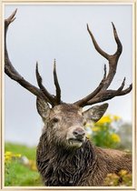 Poster Met Metaal Gouden Lijst - Schotse Herten Poster