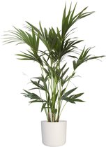 FloriaFor - Kentia Palm In ELHO B.for Soft Sierpot (wit) - - ↨ 110cm - ⌀ 22cm