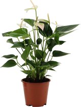 Kamerplant van Botanicly – Flamingoplant – Hoogte: 35 cm – Anthurium Baby White