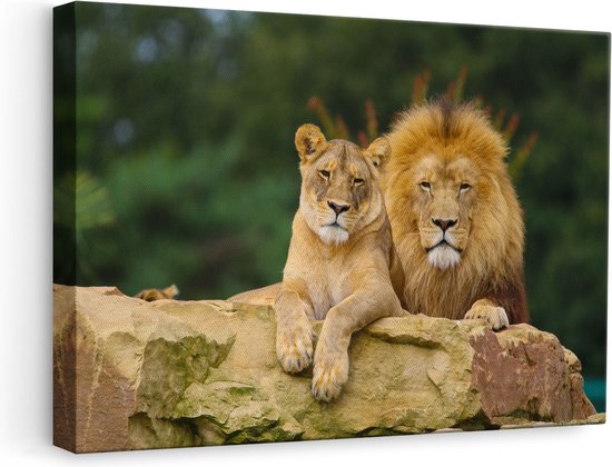 Artaza Peinture Sur Toile Lion Et Lionne Couple Amoureux 60x40 Tableau Sur Bol Com