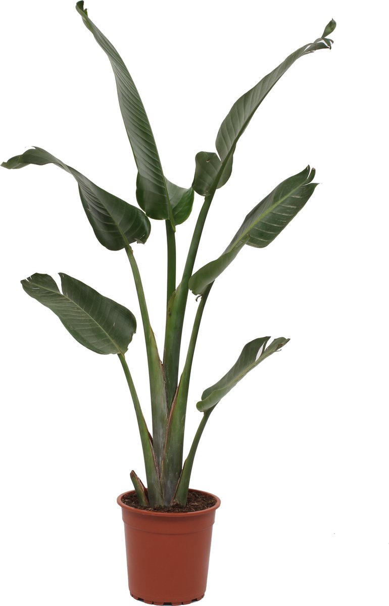 Strelitzia verzorgen | Tips voor een gezonde plant Strelitzia verzorgen | Tips voor een gezonde plant