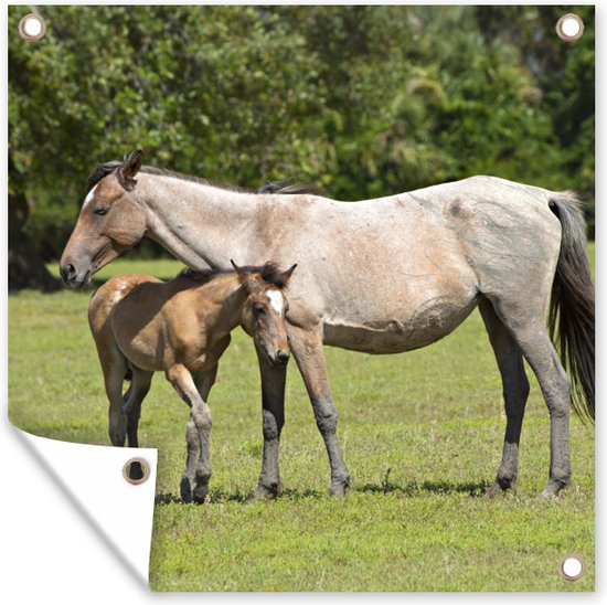Posters de jardin Paarden - Herbe - Ombre - 50x50 cm - Toile de jardin - Affiche extérieure