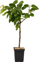 Prunus avium ‘Sylvia’ kersenboom, Gisela 5® onderstam, 5 liter pot