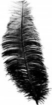 hoofdband struisvogel veren 30 cm zwart