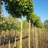 Bol veldesdoorn - Acer campestre Nanum | 180 cm stamhoogte