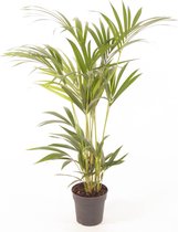 Kamerplant van Botanicly – Kentiapalm  – Hoogte: 85 cm – Howea forsteriana Kentia