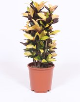 Kamerplant van Botanicly – Croton – Hoogte: 75 cm – Codiaeum variegatum Iceton