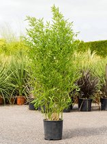 Gras van Botanicly – Phyllostachys aurea – Hoogte: 110 cm