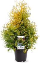 Hagen en struiken van Botanicly – Westerse Levensboom – Hoogte: 55 cm – Thuja Occidentalis