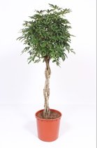 Kamerplant van Botanicly – Vingerboom – Hoogte: 145 cm – Schefflera arb. Compacta
