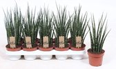 Kamerplanten van Botanicly – 4 × Vrouwentongen – Hoogte: 35 cm – Sansevieria Fernwood Mikado