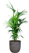 Kentia Howea in Nature Rib Egg Planter antraciet | Palm