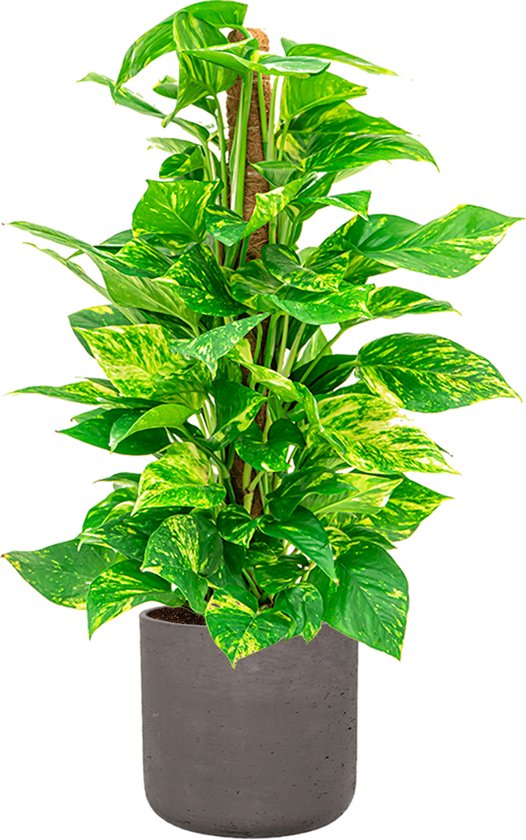 Scindapsus aureum, Efeutute, vera pianta da interno nel vaso da 15 cm, alta circa 50 cm