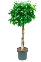 Ficus Benjamina Exotica gevlochten stam | Treurvijg