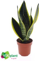 Kamerplanten van Botanicly – 3 × Vrouwentongen – Hoogte: 30 cm – Sansevieria trif. Superba