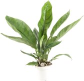 Anthurium 'Jungle King' ↨ 55cm - hoge kwaliteit planten