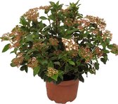 Viburnum ↨ 50cm - planten - binnenplanten - buitenplanten - tuinplanten - potplanten - hangplanten - plantenbak - bomen - plantenspuit