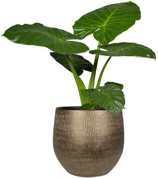 Haarvaten Definitief werkzaamheid Steege Plantenpot - modern design - goudkleurig - 32 x 36 cm - bloempot |  bol.com