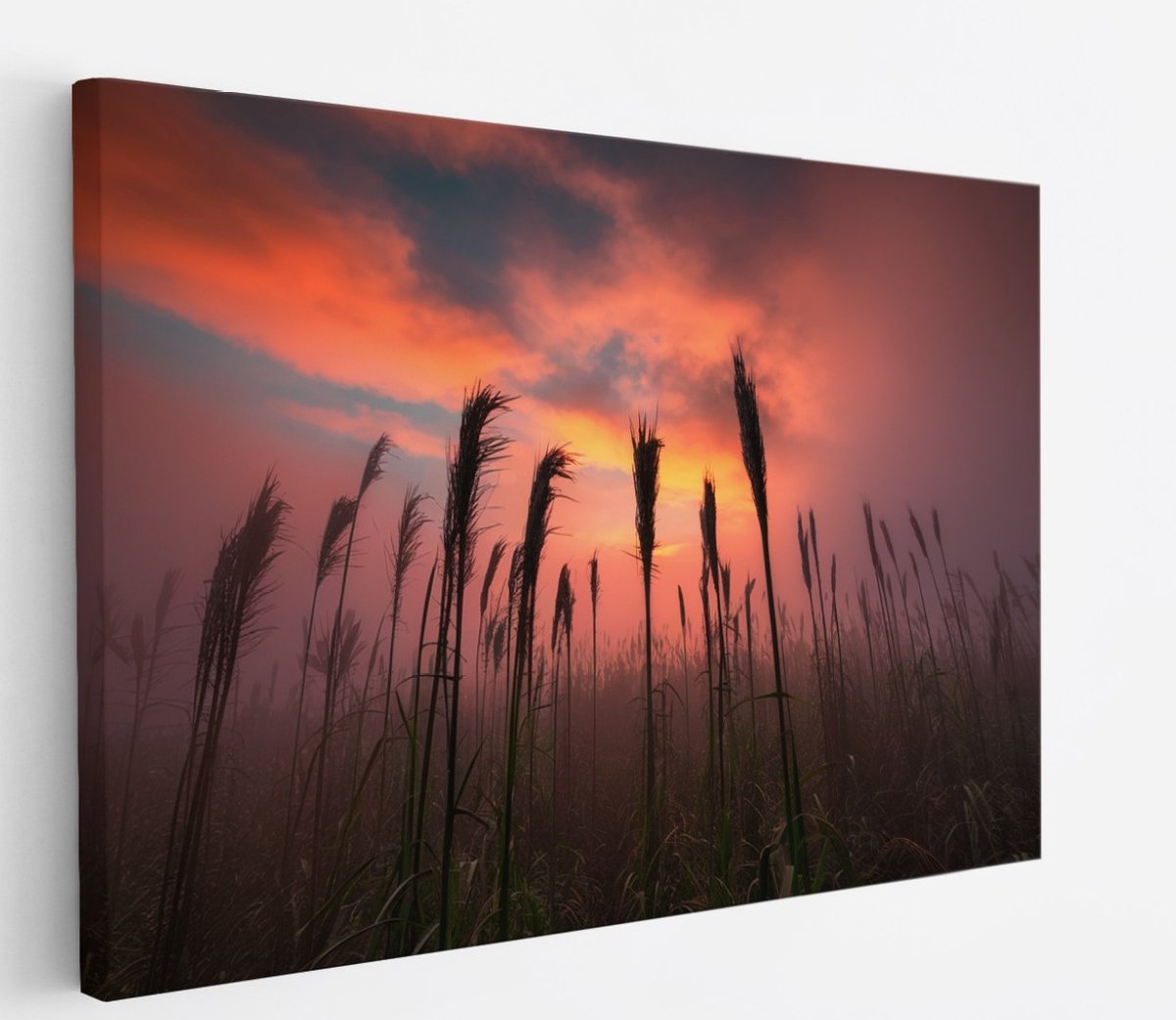 Saammp Canvas Schilderij - Graan tijdens zonsondergang - Natuur - Landschap - 70x50 - Foto op canvas - Wanddecoratie - Muurdecoratie Woonkamer - Slaapkamer decoratie - Canvas Print Multicolor