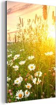 Décoration murale Métal - Peinture Aluminium Industrielle - Fleurs - Marguerite - Nature - Soleil - Horizon - 80x120 cm - Dibond - Photo sur aluminium - Décoration murale industrielle - Pour le salon / chambre