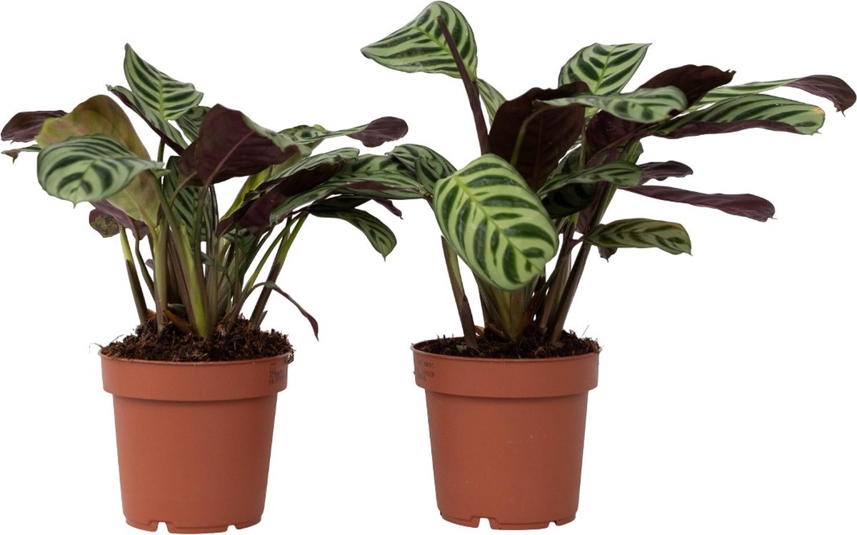 Plant in a Box - Ctenanthe Amagris - Set van 2 - Mooi gekleurd blad - Groene kamerplant - Pot 12cm - Hoogte 20-30cm