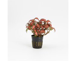 Moerings Fittonia Forest Flame | Mozaïekplant | in 5 cm pot