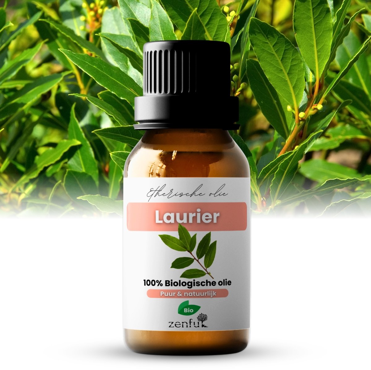 Goedkoopste Laurierolie - Blad - Laurus nobilis - 100 puur & biologisch - 5 ml