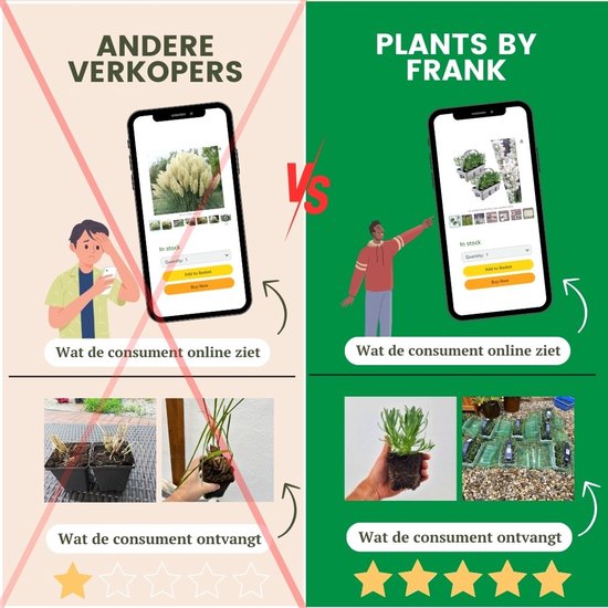 Les plantes de Frank | 60 Plantes de néflier nain | Cotoneaster praecox 'Streib's Findling' | Plantes couvre-sol rustiques | plantes de jardin | Plantes vivaces rustiques vivaces | Plantes de jardin résistantes à l'hiver