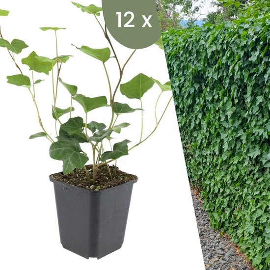 Van oude en nieuwe aardappelen - Boerderijwinkel Zevenbergen