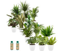 vdvelde.com - Kantoorplanten - Makkelijke en Luchtzuiverende Planten - Kantoorinrichting - Witte Pot - 12 stuks - Planten voor op Kantoor - 12 planten in witte potten - Ø 12 cm ↥ ca. 35 cm - Incl. plantenvoeding