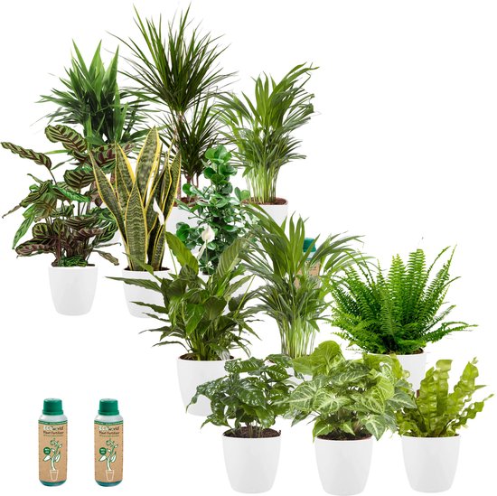 vdvelde.com - Kantoorplanten - Makkelijke en Luchtzuiverende Planten - Kantoorinrichting - Witte Pot - 12 stuks - Planten voor op Kantoor - 12 planten in witte potten - Ø 12 cm ↥ ca. 35 cm - Incl. plantenvoeding