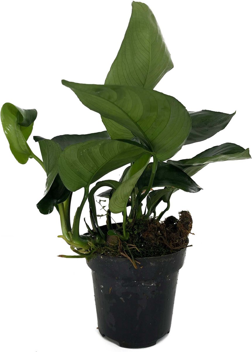 Moerings Anubias Barteri moederplant | Speerblad | in 9CM pot P9 Pot