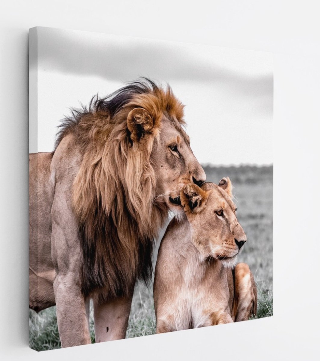 Saammp Canvas Schilderij - 2 Leeuwen - Liefdevol - Dieren - Natuur - 20x20 - Foto op canvas - Wanddecoratie - Muurdecoratie Woonkamer - Slaapkamer decoratie - Canvas Print Multicolor