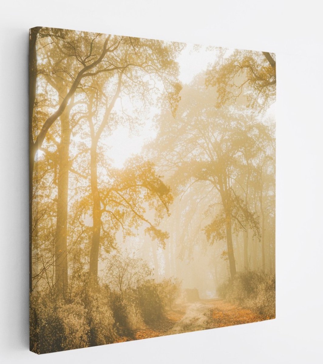 Saammp Canvas Schilderij - Lichtval tussen de Bomen - Landschap - Natuur - 60x60 - Foto op canvas - Wanddecoratie - Muurdecoratie Woonkamer - Slaapkamer decoratie - Canvas Print Multicolor