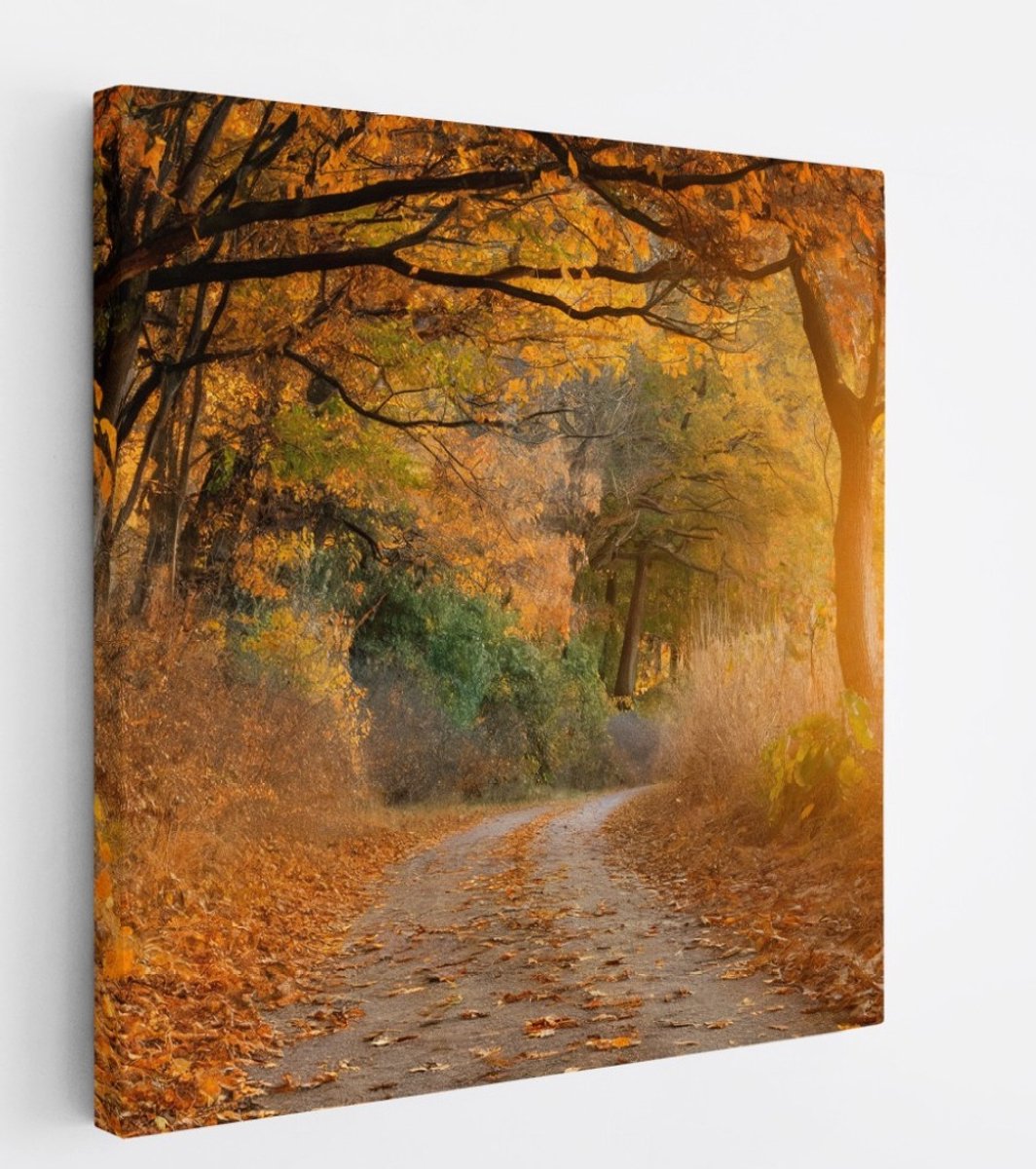 Saammp Canvas Schilderij - Weg door het bos - Herfst - Landschap - Natuur - 60x60 - Foto op canvas - Wanddecoratie - Muurdecoratie Woonkamer - Slaapkamer decoratie - Canvas Print Multicolor
