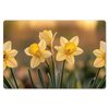 Narcissen, Geel