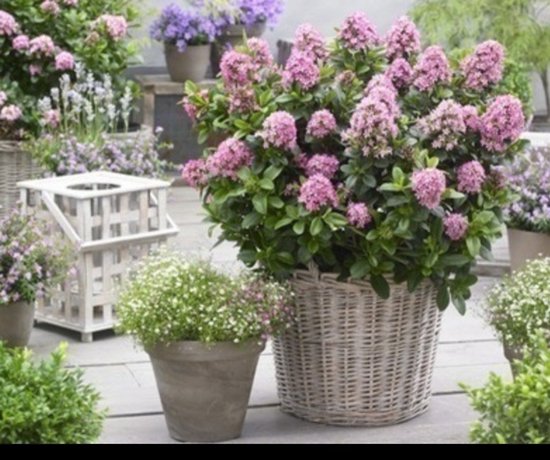 Un Escallonia 'Pink Elle' avec des fleurs roses dans un panier en osier, à côté de petites fleurs blanches.
