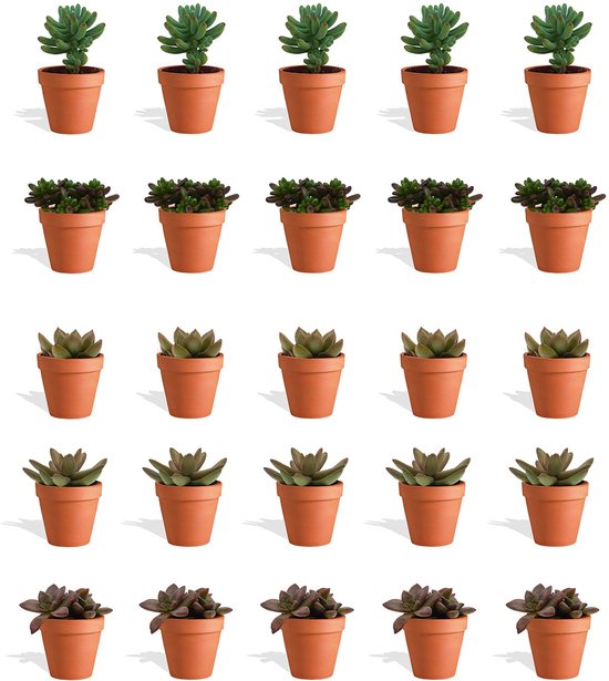 DutchLeafs Sedum Mix Mini Vetplanten in Terracotta Bloempot - 20 Stuks - Kwekerspot 5,5 cm - Hoogte 8-15 cm - Mini Succulenten - Kamerplanten