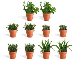 DutchLeafs Rhipsalis Mix Mini Vetplanten in Terracotta Bloempot - 10 Stuks - Kwekerspot 5,5 cm - Hoogte 8-15 cm - Mini Succulenten - Kamerplanten
