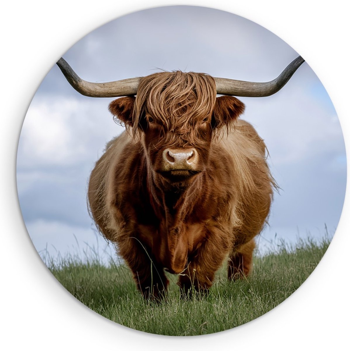 Saammp Muurcirkel Hout - Schotse Hooglander Koe in de wei- Natuur - Dieren - Ø 50 - Wandcirkel - Wanddecoratie Cirkel - Muurdecoratie Woonkamer - Slaapkamer decoratie - Rond Schilderij
