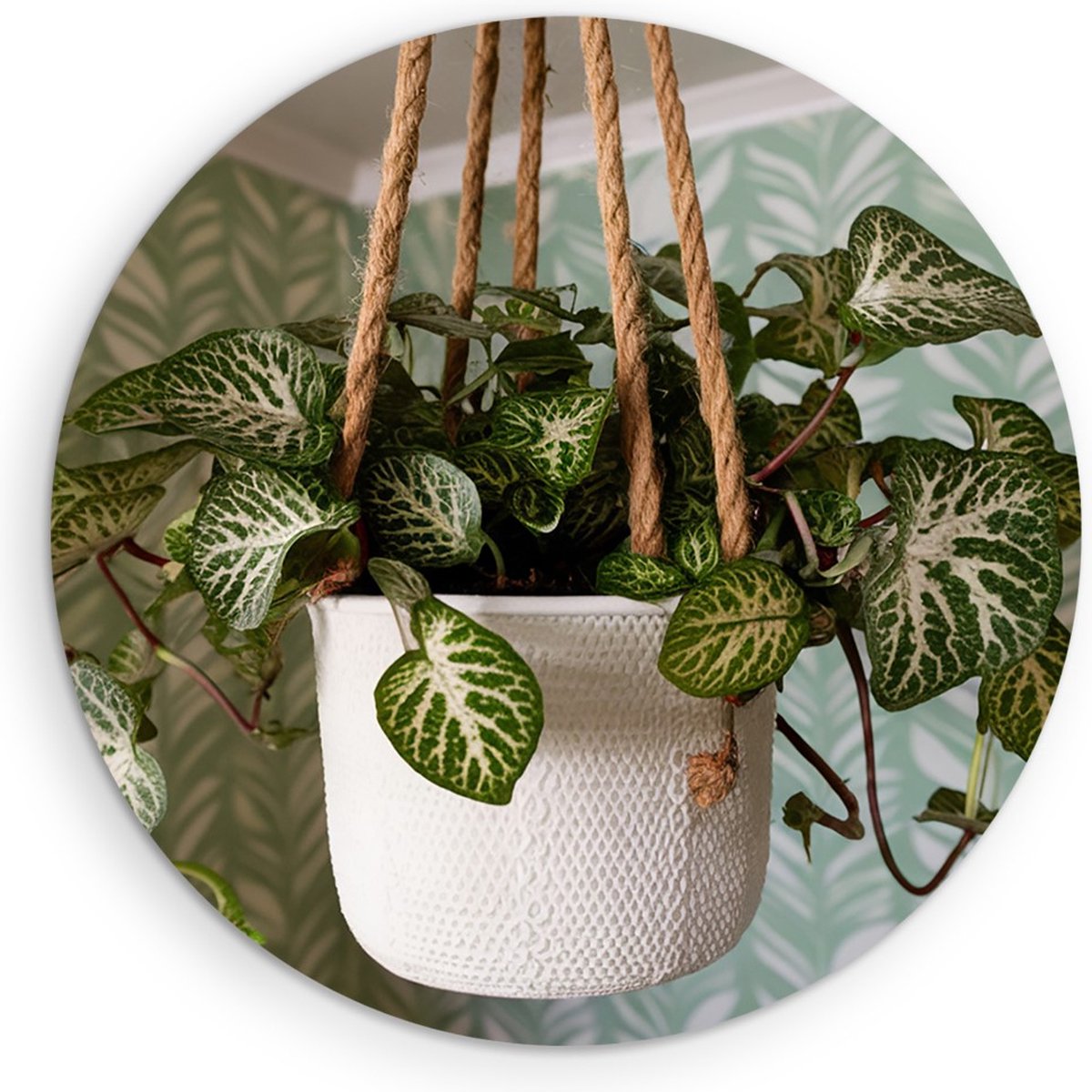 Saammp Forex Muurcirkel - Hangende Kamerplant - Natuur - Abstract - Ø 60 - Wandcirkel - Wanddecoratie Cirkel - Muurdecoratie Woonkamer - Kantoor Decoratie