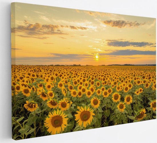 Tableau sur toile Saammp - Champ de tournesols - Paysage - Nature - 150x100 - Photo sur toile - Décoration murale - Décoration murale Salon - Décoration chambre - Impression sur toile