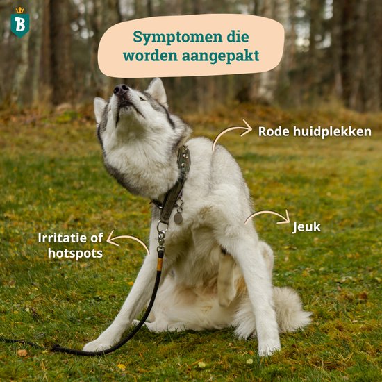 Siberische husky krabt op de grasmat, met pijlen die wijzen naar jeuk, irritatie of hotspots en rode huidplekken.
