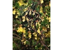 Hippocrepis emerus ( coronilla emerus) - Struikpaardenhoefklaver 25- 30 cm in pot