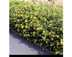 Potentilla frut. 'Klondike' - Struikganzerik, Heesterganzerik, 25- 30 cm in pot