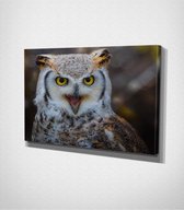 Owl Canvas | 40x60 cm