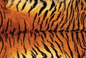 Fotobehang Tiger Skin  | XXL - 312cm x 219cm | 130g/m2 Vlies