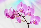 Papier peint Fleurs Orchidées | PANORAMIQUE - 250cm x 104cm | Polaire 130g / m2