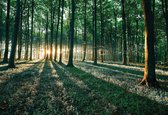 Fotobehang Forest Trees Beam Light Nature | XL - 208cm x 146cm | 130g/m2 Vlies